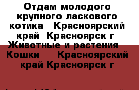 Отдам молодого крупного ласкового котика - Красноярский край, Красноярск г. Животные и растения » Кошки   . Красноярский край,Красноярск г.